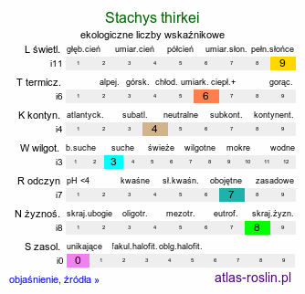 ekologiczne liczby wskaźnikowe Stachys thirkei