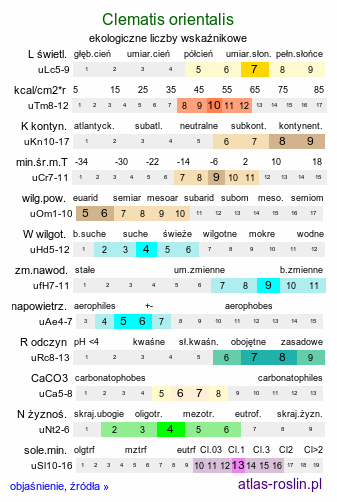 ekologiczne liczby wskaźnikowe Clematis orientalis (powojnik wschodni)