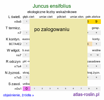 ekologiczne liczby wskaźnikowe Juncus ensifolius (sit mieczolistny)