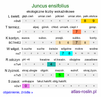 ekologiczne liczby wskaźnikowe Juncus ensifolius (sit mieczolistny)