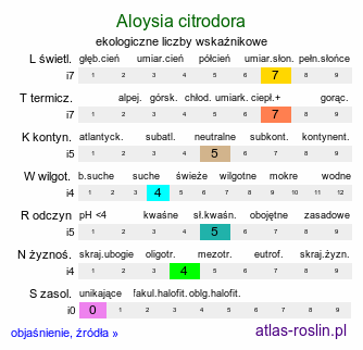 ekologiczne liczby wskaźnikowe Aloysia citrodora (lippia trójlistna)