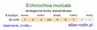 ekologiczne liczby wskaźnikowe Echinochloa muricata (chwastnica brodawkowana)
