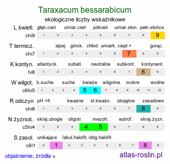 ekologiczne liczby wskaźnikowe Taraxacum bessarabicum (mniszek besarabski)