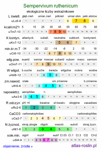ekologiczne liczby wskaźnikowe Sempervivum ruthenicum (rojnik ruski)