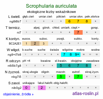 ekologiczne liczby wskaźnikowe Scrophularia auriculata