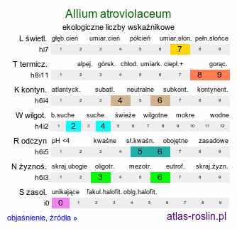 ekologiczne liczby wskaźnikowe Allium atroviolaceum