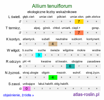 ekologiczne liczby wskaźnikowe Allium tenuiflorum