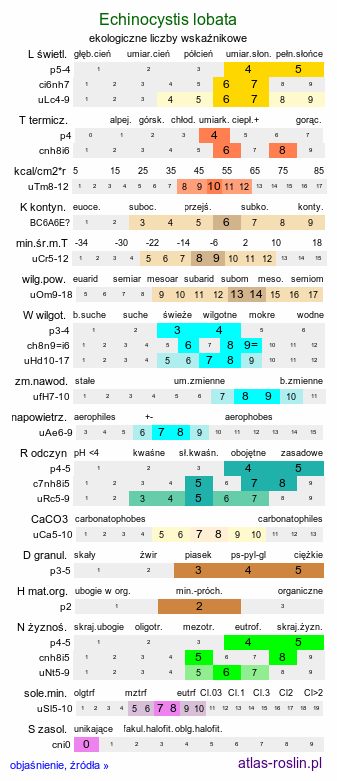 ekologiczne liczby wskaźnikowe Echinocystis lobata (kolczurka klapowana)