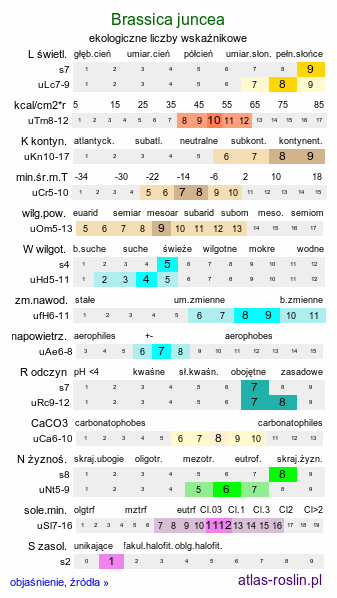 ekologiczne liczby wskaźnikowe Brassica juncea (kapusta sitowata)