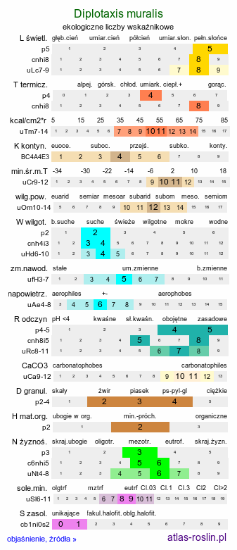 ekologiczne liczby wskaźnikowe Diplotaxis muralis (dwurząd murowy)