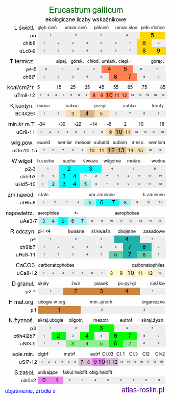 ekologiczne liczby wskaźnikowe Erucastrum gallicum (rukwiślad francuski)