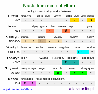 ekologiczne liczby wskaźnikowe Nasturtium microphyllum (rukiew drobnolistna)