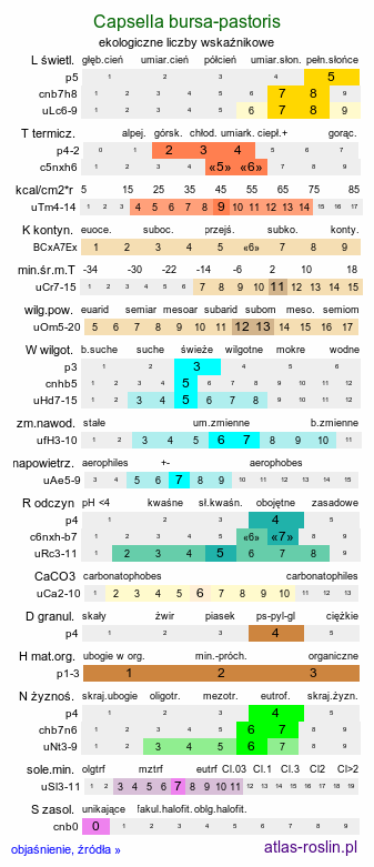 ekologiczne liczby wskaźnikowe Capsella bursa-pastoris (tasznik pospolity)