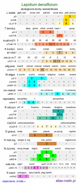 ekologiczne liczby wskaźnikowe Lepidium densiflorum (pieprzyca gęstokwiatowa)
