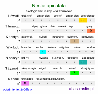 ekologiczne liczby wskaźnikowe Neslia apiculata (ożędka kończysta)