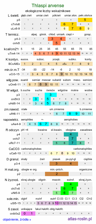 ekologiczne liczby wskaźnikowe Thlaspi arvense (tobołki polne)