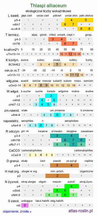 ekologiczne liczby wskaźnikowe Thlaspi alliaceum (tobołki czosnkowe)