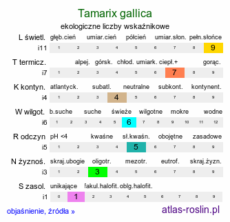 ekologiczne liczby wskaźnikowe Tamarix gallica (tamaryszek francuski)