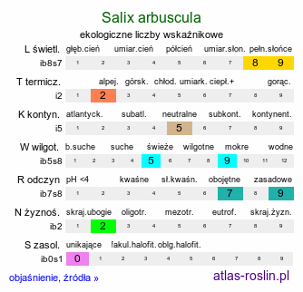 ekologiczne liczby wskaźnikowe Salix arbuscula (wierzba skandynawska)