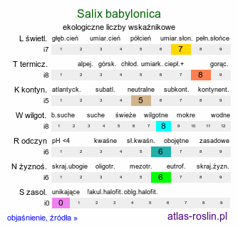 ekologiczne liczby wskaźnikowe Salix babylonica (wierzba babilońska)