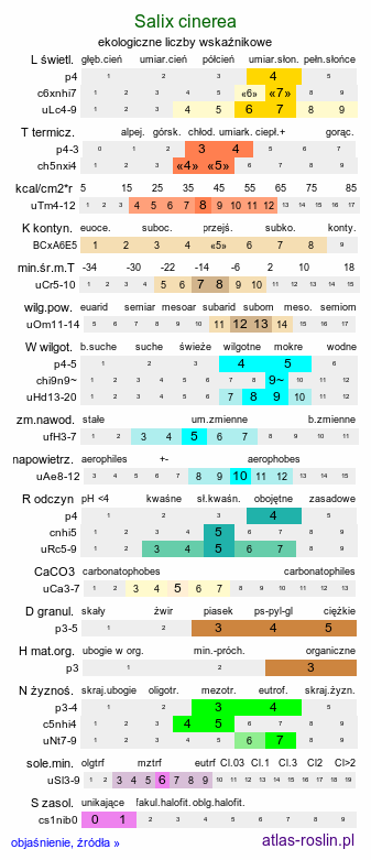 ekologiczne liczby wskaźnikowe Salix cinerea (wierzba szara)