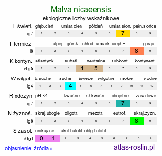 ekologiczne liczby wskaźnikowe Malva nicaeensis (ślaz nicejski)