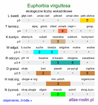 ekologiczne liczby wskaźnikowe Euphorbia virgultosa (ostromlecz miotlasty)