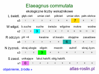 ekologiczne liczby wskaźnikowe Elaeagnus commutata (oliwnik srebrzysty)