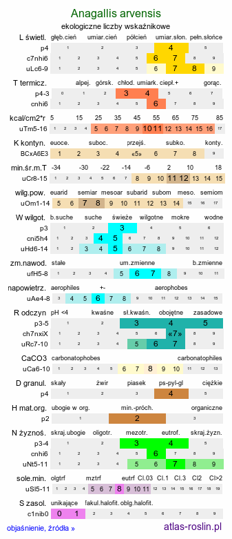 ekologiczne liczby wskaźnikowe Anagallis arvensis (kurzyślad polny)