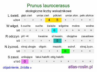 ekologiczne liczby wskaźnikowe Prunus laurocerasus (laurowiśnia wschodnia)