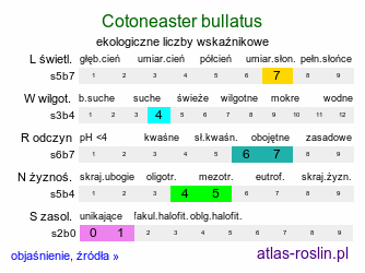 ekologiczne liczby wskaźnikowe Cotoneaster bullatus (irga pomarszczona)