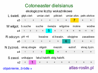 ekologiczne liczby wskaźnikowe Cotoneaster dielsianus (irga Dielsa)