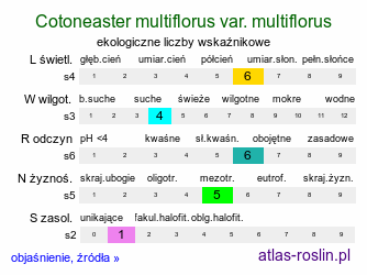 ekologiczne liczby wskaźnikowe Cotoneaster multiflorus var. multiflorus (irga wielokwiatowa)