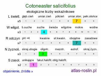 ekologiczne liczby wskaźnikowe Cotoneaster salicifolius (irga wierzbolistna)