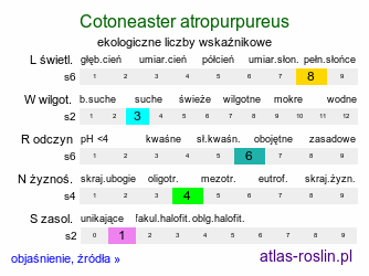 ekologiczne liczby wskaźnikowe Cotoneaster atropurpureus (irga purpurowa)