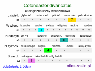 ekologiczne liczby wskaźnikowe Cotoneaster divaricatus (irga rozkrzewiona)