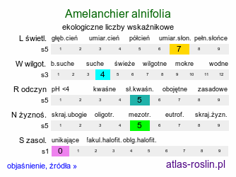 ekologiczne liczby wskaźnikowe Amelanchier alnifolia (świdośliwka olcholistna)