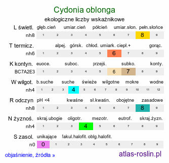 ekologiczne liczby wskaźnikowe Cydonia oblonga (pigwa pospolita)