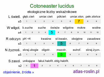 ekologiczne liczby wskaźnikowe Cotoneaster lucidus (irga błyszcząca)