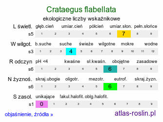 ekologiczne liczby wskaźnikowe Crataegus flabellata (głóg wachlarzowaty)