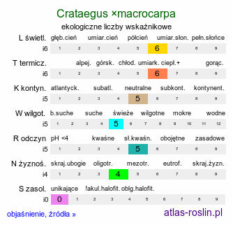 ekologiczne liczby wskaźnikowe Crataegus ×macrocarpa (głóg wielkoowocowy)