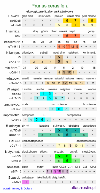 ekologiczne liczby wskaźnikowe Prunus cerasifera (śliwa wiśniowa)
