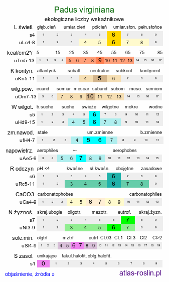 ekologiczne liczby wskaźnikowe Padus virginiana (czeremcha wirginijska)