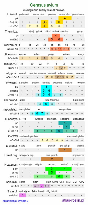 ekologiczne liczby wskaźnikowe Cerasus avium (wiśnia ptasia)