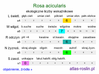 ekologiczne liczby wskaźnikowe Rosa acicularis (róża igiełkowata)