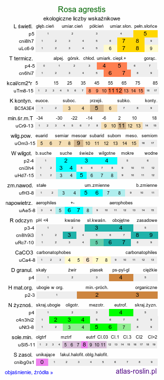 ekologiczne liczby wskaźnikowe Rosa agrestis (róża polna)