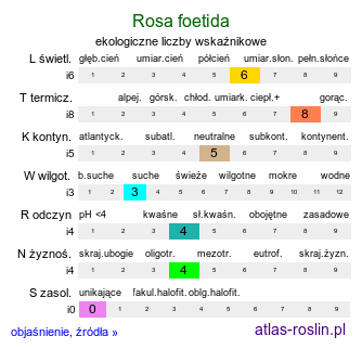 ekologiczne liczby wskaźnikowe Rosa foetida (róża żółta)