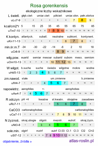 ekologiczne liczby wskaźnikowe Rosa gorenkensis (róża rosyjska)