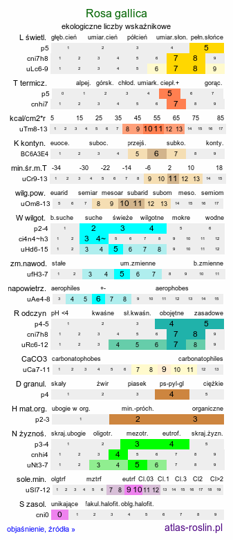 ekologiczne liczby wskaźnikowe Rosa gallica (róża francuska)
