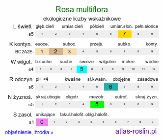 ekologiczne liczby wskaźnikowe Rosa multiflora (róża wielokwiatowa)